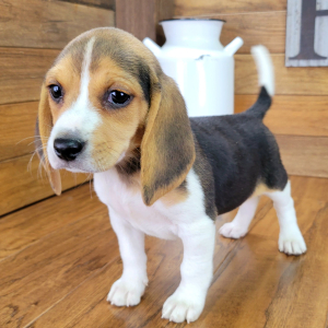 Beagle Puppy Molly