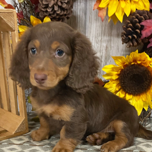 Dachshund Puppy Pluto