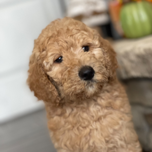 Labradoodle Puppy Willie