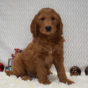 Goldendoodle Puppy Janco