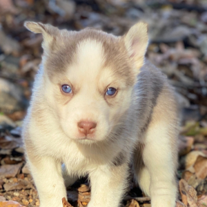 Pomsky Puppy Lena
