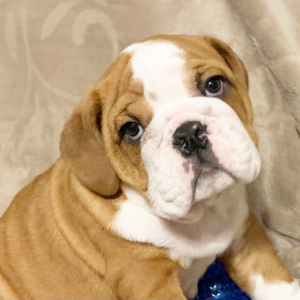Bulldog Puppy Moose