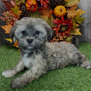 Havanese Puppy Payton