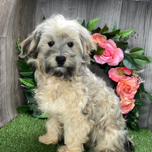 Havanese Puppy Payton
