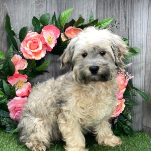 Havanese Puppy Payton