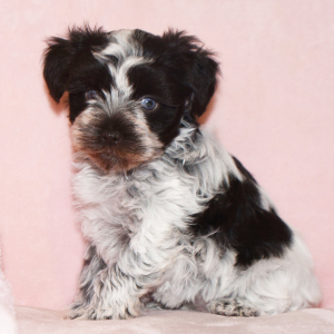 Miniature Schnauzer Puppy Marci