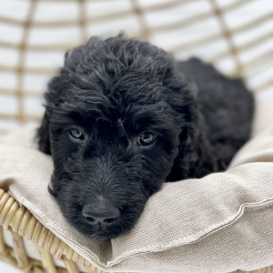 Goldendoodle Puppy Orange