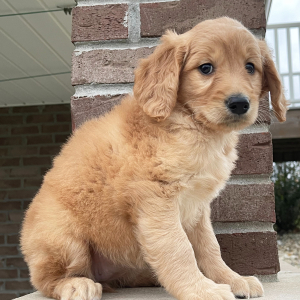 Goldendoodle Puppy Fancy