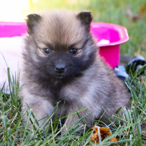 Pomeranian Puppy Dottie