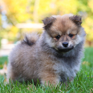 Pomeranian Puppy Wyatt