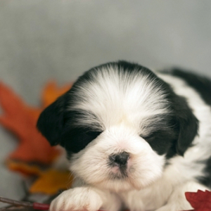 Shih Tzu Puppy Jedd