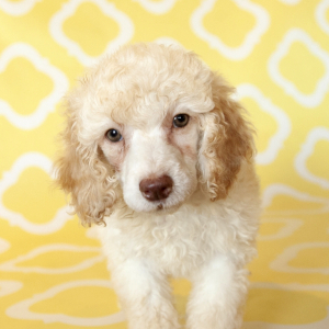 Poodle Puppy Sam