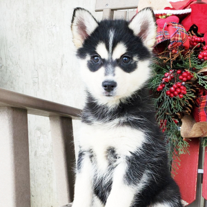 Pomsky Puppy Xena