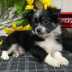 Chihuahua Puppy Calvin