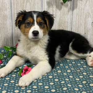 English Shepherd Puppy Debbie