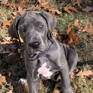 Great Dane Puppy Baily