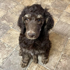 Poodle Puppy Bran