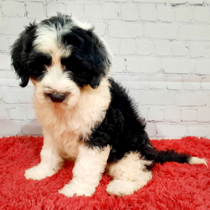 Portuguese Water Dog Puppy Chloe