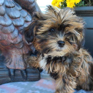 Shorkie Puppy Thomas