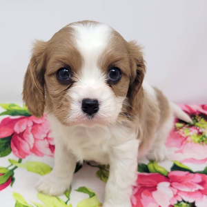 Cavalier King Charles Spaniel Puppy Georgia