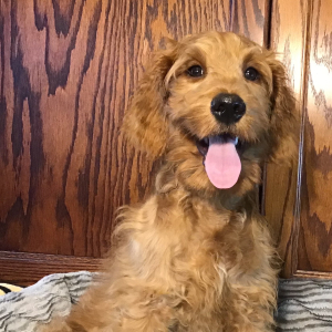 Goldendoodle Puppy Dimples