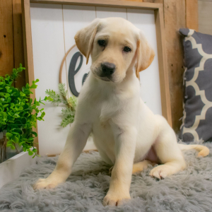 Labrador Retriever Puppy Zelda
