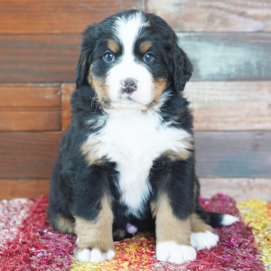 Bernese Mountain Dog Puppy Deisel