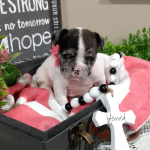 French Bulldog Puppy Trump