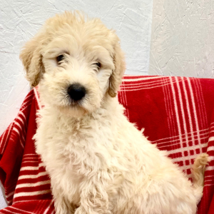Labradoodle Puppy Barry