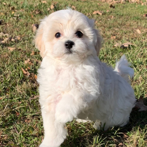 Maltipoo Puppy Duke