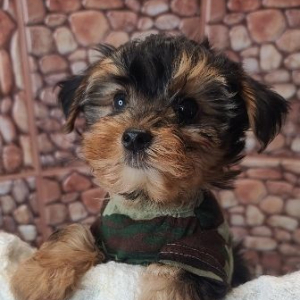 Morkie Puppy Prince Tyler