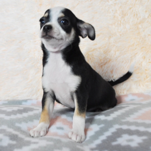 Chihuahua Puppy Tuxedo