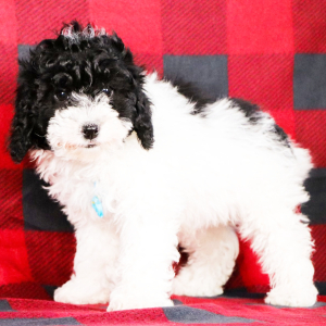 Poodle Puppy Neo