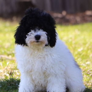 Poodle Puppy Neo