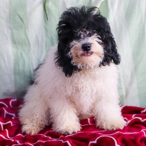 Poodle Puppy Neo
