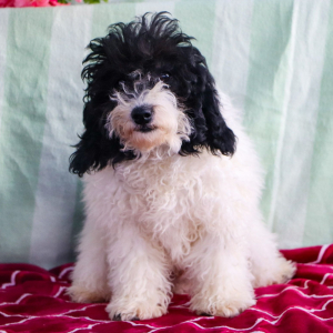 Poodle Puppy Neo