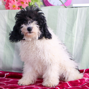 Poodle Puppy Neo