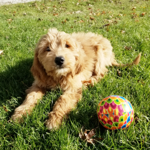Goldendoodle Puppy Mac