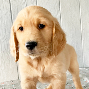 Golden Retriever Puppy Geo
