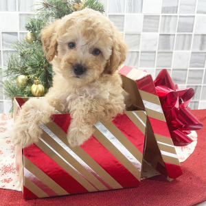 Poodle Puppy Felicity