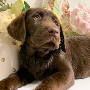 Labrador Retriever Puppy Lila
