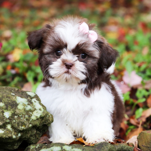 Shih Tzu Puppy Rose