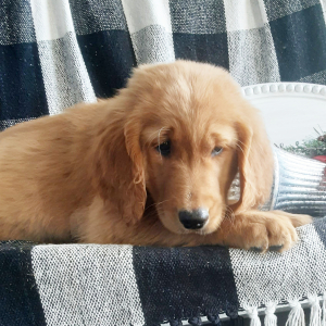 Golden Retriever Puppy Silas