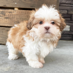Shih Tzu Puppy Luke