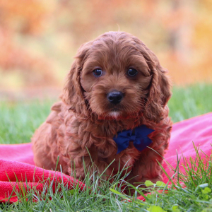 Cavapoo Puppy Mason