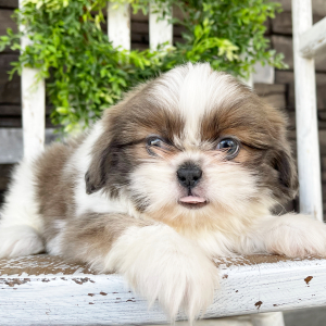 Shih Tzu Puppy Rita
