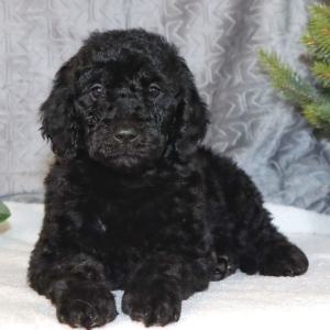Goldendoodle Puppy Vannie