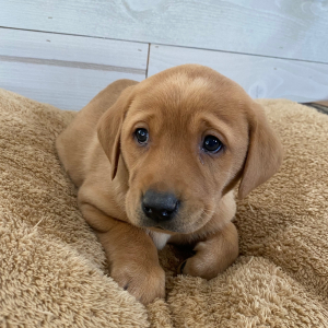 Labrador Retriever Puppy Camry