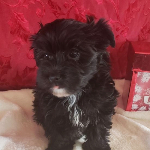 Morkie Puppy Sonya