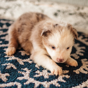 Miniature American Shepherd Puppy Kai